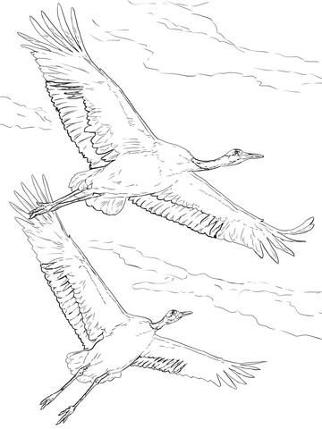 Red Crowned Cranes In Flight Coloring Page